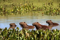 Capibaras Pantanal Brazilie