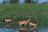 antilopen bij de rivier in zambia