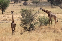 tanzania giraffe