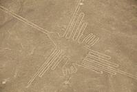 Nazca lijne vogel Peru