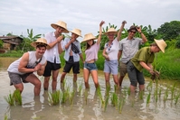 Thailand rijstveld