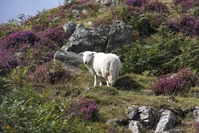 Conwy bergen Wales