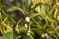 rondreis djoser maleisie kinabalu planten orchidee