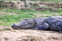 Krokodil Chitwan Nepal