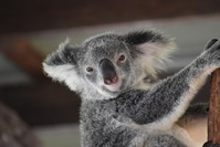 Australie Koala