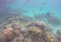 Vissen snorkelen Indonesië Djoser