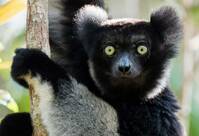 Indri Madagascar