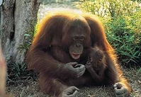 Bohorok Orangutan centre Indonesië Djoser