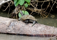 Djoser rondreizen Costa Rica Tortuguero schildpad