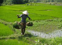 Dame rijstveld Vietnam