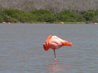 Flamingo Galapagos