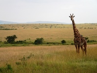 Kenia Masai Mara