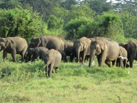 Kudde olifanten Minneriya NP Sri Lanka Djoser