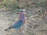 Horton Plains NP vogel Sri Lanka Djoser