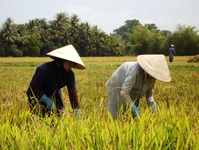 Rijstveld mensen Vietnam