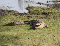 Krokodil in St Lucia nationaal park, Zuid-Afrika