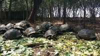 Zanzibar schildpadden