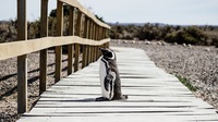 Pinguin Puerto Madryn
