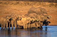 kudde olifanten south luagna nationaal park zambia