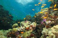 Australië Djoser rondreizen Great Barrier Reef Cairns koraalrif