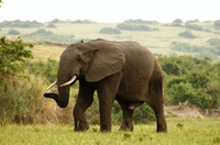 Queen Elisabeth NP - olifant Oeganda