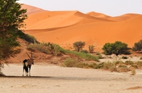 Oryx Sossusvlei Namibie