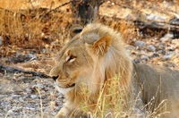 Leeuw Etosha Namibie