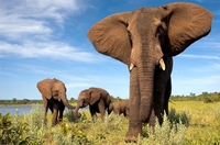 Big Five: Olifant Afrika