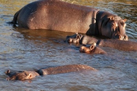 Nijlpaard Namibië