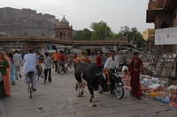 Djoser rondreizen India heilige koe