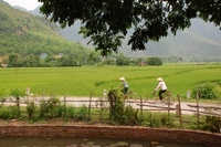 fietsen vietnam mensen rijstvelden