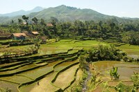 Bali Rijstterrassen Groepsreis
