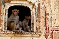 Apen in raam Jaipur India Djoser