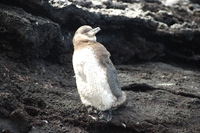 Galapagos Pinguin Ecuador Djoser