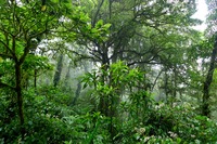 Monteverde nationaal park Costa Rica
