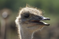 Zuid Afrika Oudtshoorn struisvogel Djoser