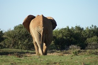 Zuid Afrika Addo Elephant nationaal park Djoser