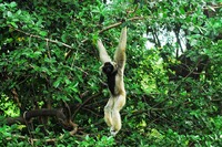 Khao Sok aap Nationaal Park Thailand 