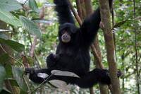 Black gibbon Sumatra Indonesië Djoser