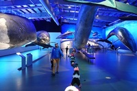 Whale Museum Iceland