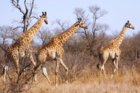Giraffes Kruger Zuid-Afrika