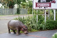 Hippo restaurant St Lucia