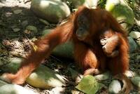 Orang-oetan met kleintje Sumatra Indonesië Djoser