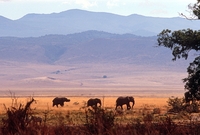 Ngorongoro krater olifanten Djoser