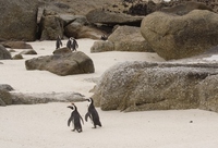 Zuid Afrika pinguins Boulders Beach Djoser