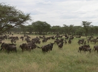 Gnoe wildebeest Serengeti Tanzania Djoser