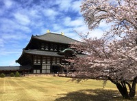 Kersenbloesem sakura park Nara Todaiji Japan Djoser