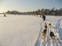 Lapland hondeslee