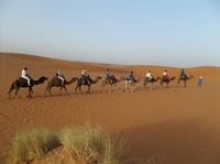 Kamelentocht Woestijn Groep Marokko 