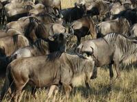 Buffels Serengeti Tanzania